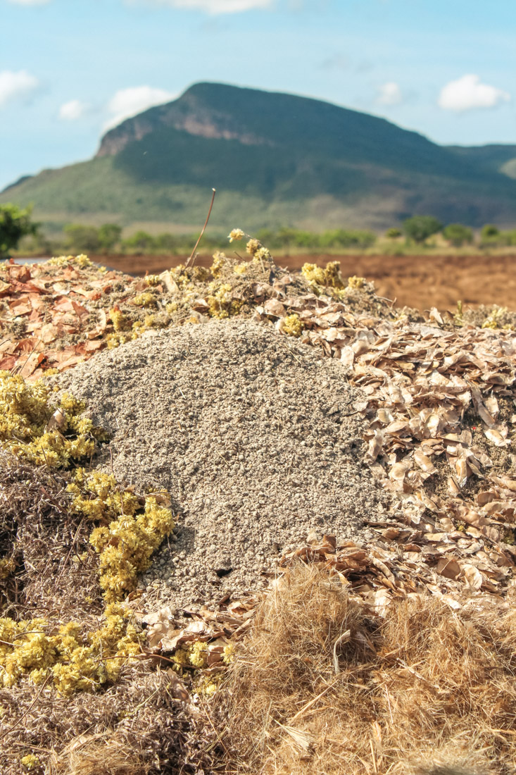 CEPF Cursos: Capacitação em restauração ecológica do cerrado: diagnostico, métodos e monitoramento