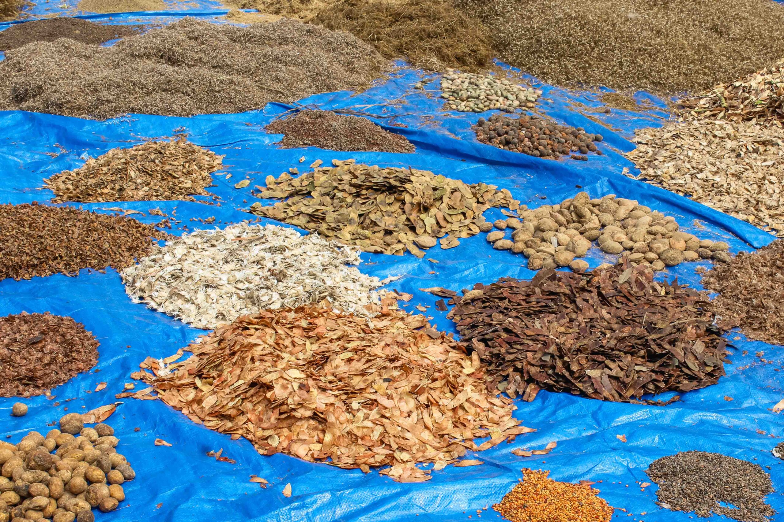 Mercado de Sementes e Restauração: provendo serviços ambientais e biodiversidade