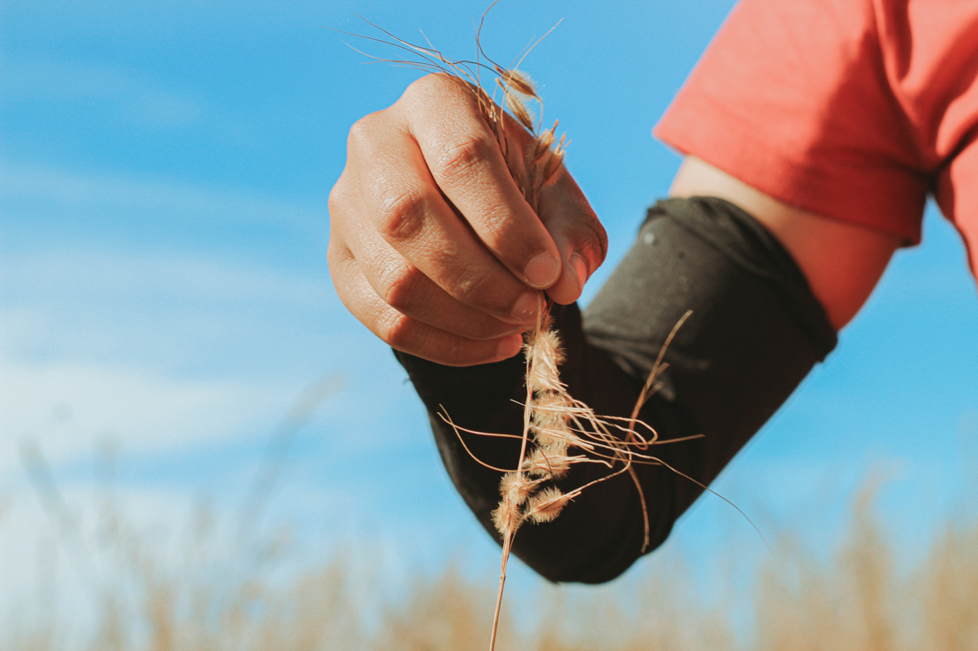 Sementes do Cerrado: caminhos para o fortalecimento da cadeia da restauração ecológica inclusiva nos corredores de biodiversidade