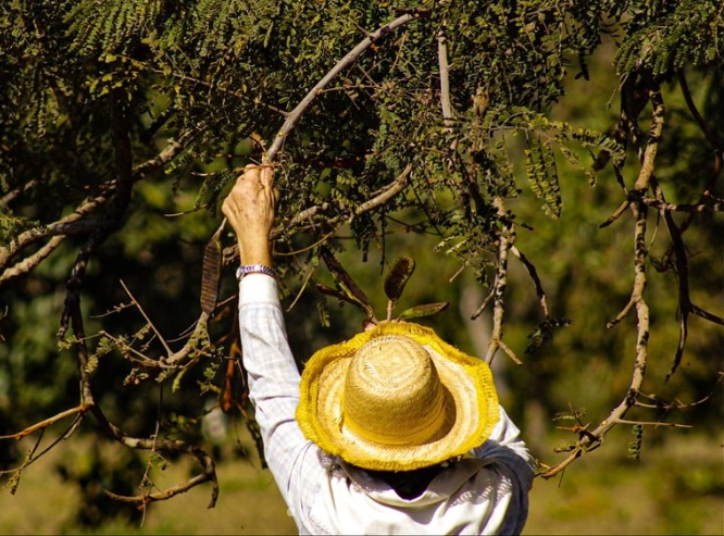 Rede de Sementes Flor do Cerrado