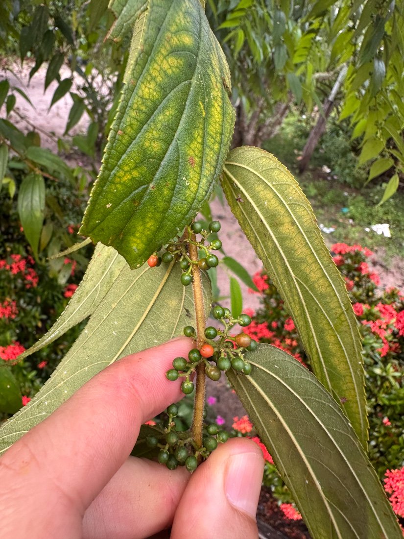Trema micranthum (L.) Blume – Crandiúva, Mutamba-branca