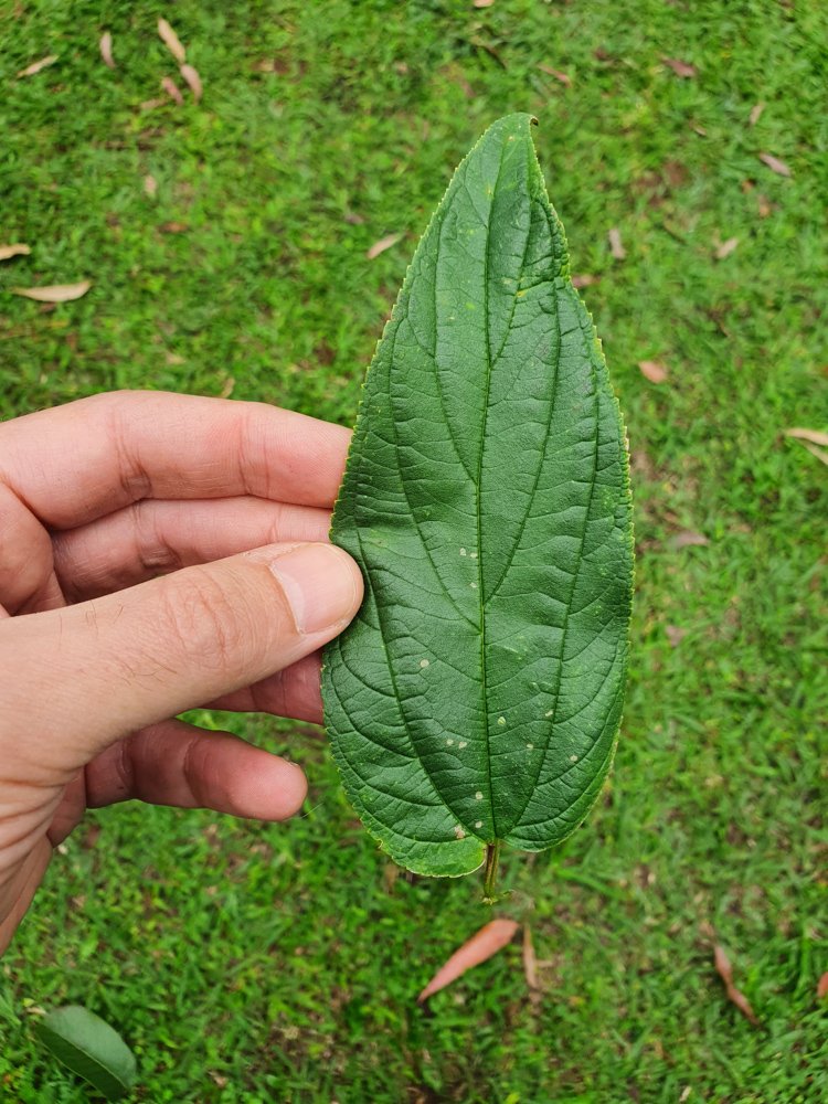 Trema micranthum (L.) Blume – Crandiúva, Mutamba-branca