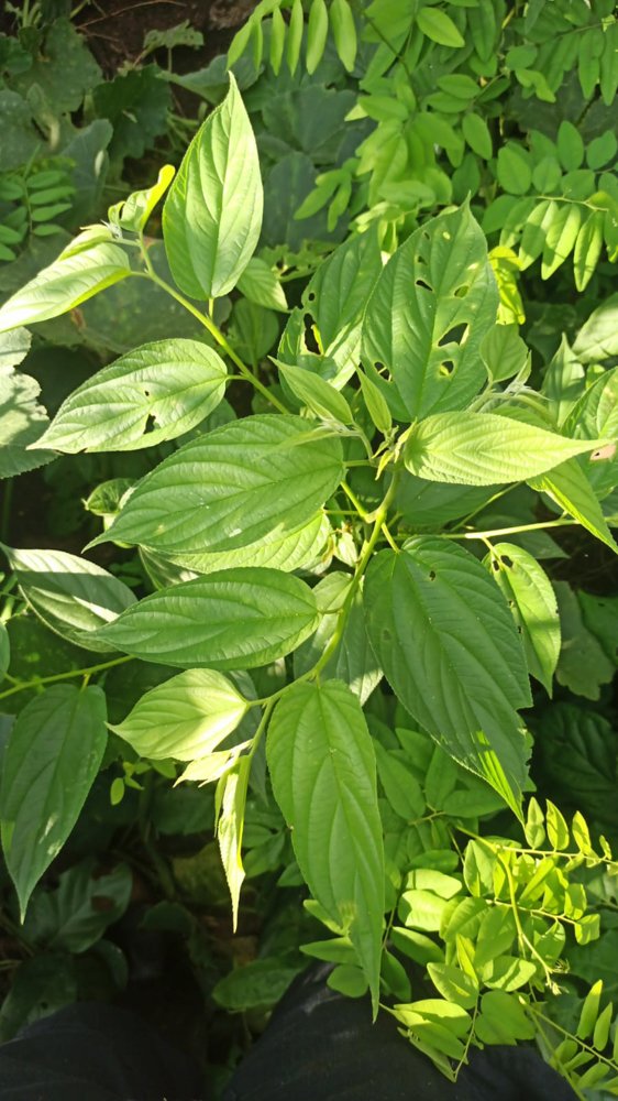 Trema micranthum (L.) Blume – Crandiúva, Mutamba-branca