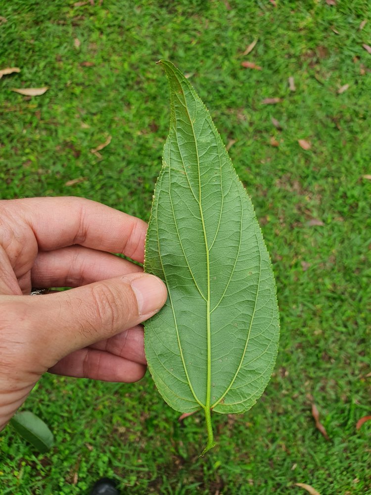 Trema micranthum (L.) Blume – Crandiúva, Mutamba-branca