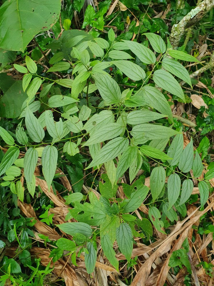 Trema micranthum (L.) Blume – Crandiúva, Mutamba-branca