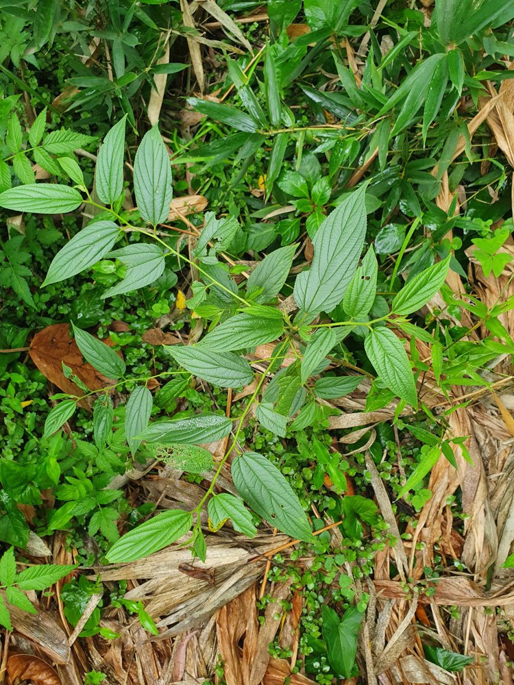 Trema micranthum (L.) Blume – Crandiúva, Mutamba-branca