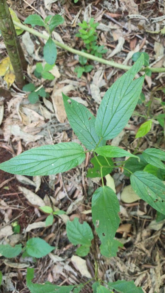 Trema micranthum (L.) Blume – Crandiúva, Mutamba-branca