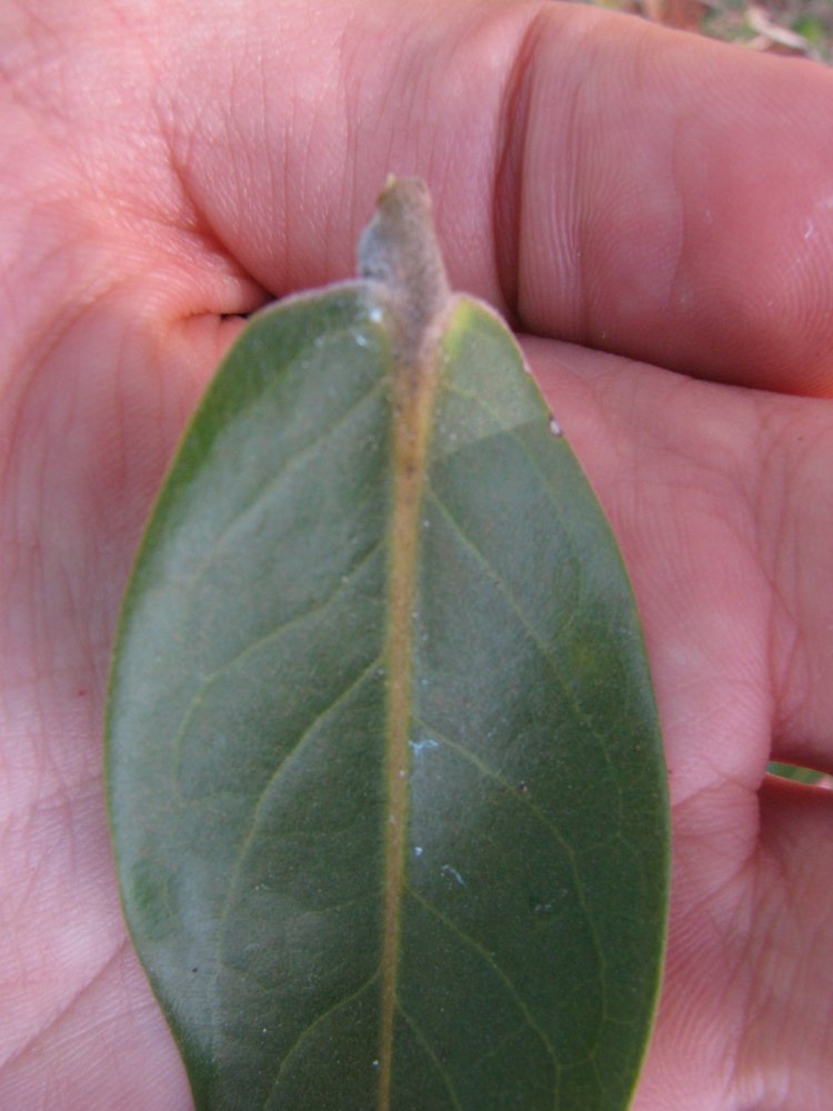 Xylopia aromatica (Lam.) Mart. – Pimenta-de-macaco