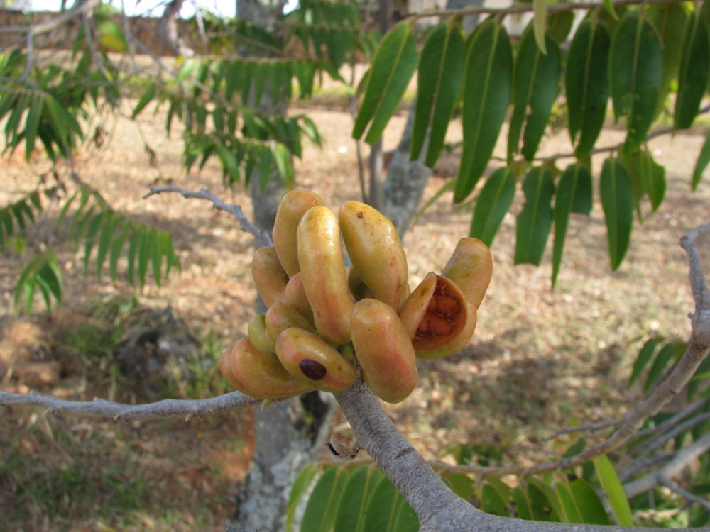 Xylopia aromatica (Lam.) Mart. – Pimenta-de-macaco