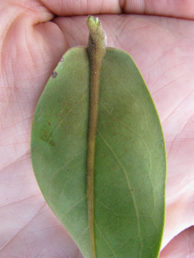 Xylopia aromatica (Lam.) Mart. – Pimenta-de-macaco