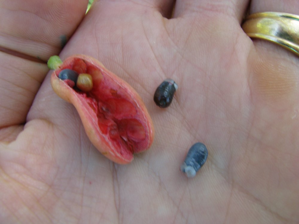 Xylopia aromatica (Lam.) Mart. – Pimenta-de-macaco