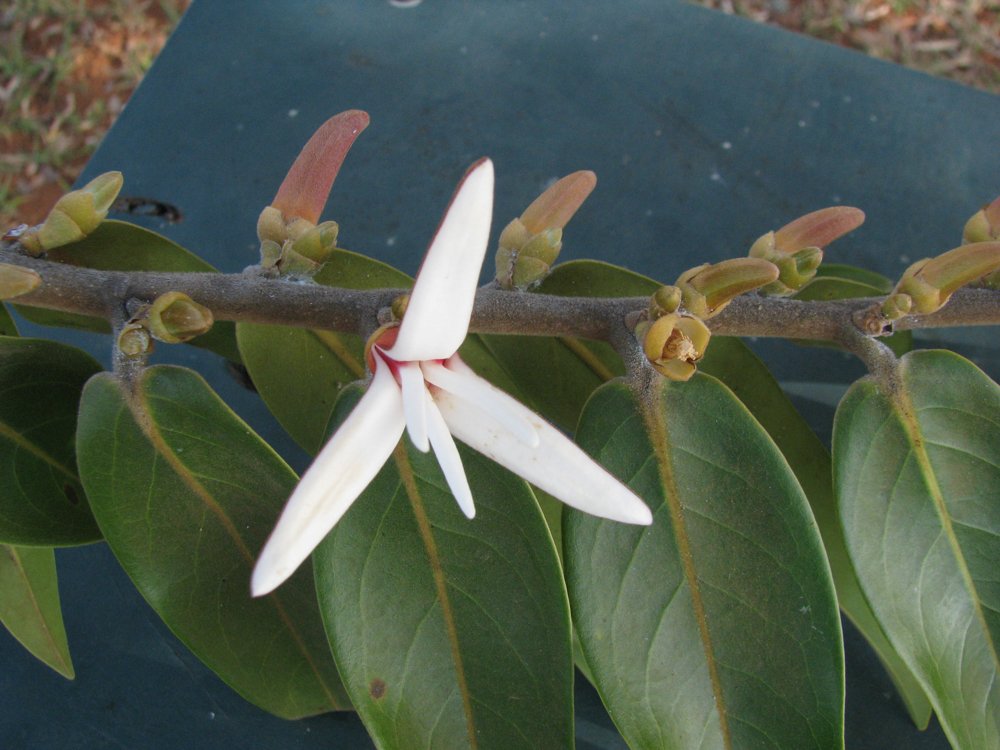 Xylopia aromatica (Lam.) Mart. – Pimenta-de-macaco