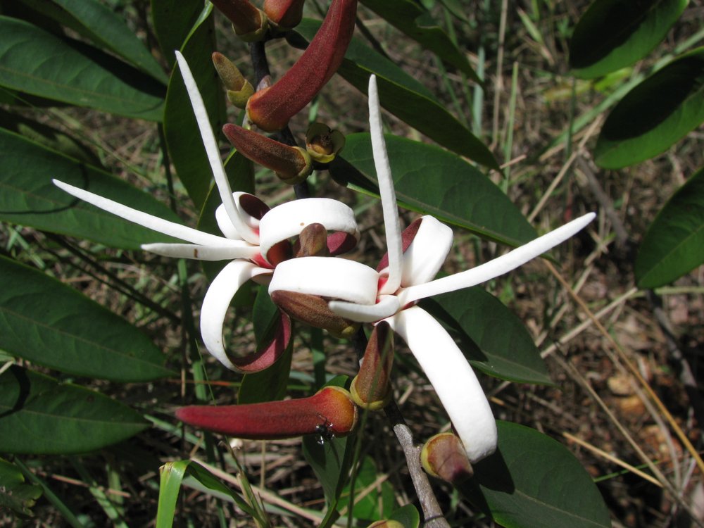 Xylopia aromatica (Lam.) Mart. – Pimenta-de-macaco
