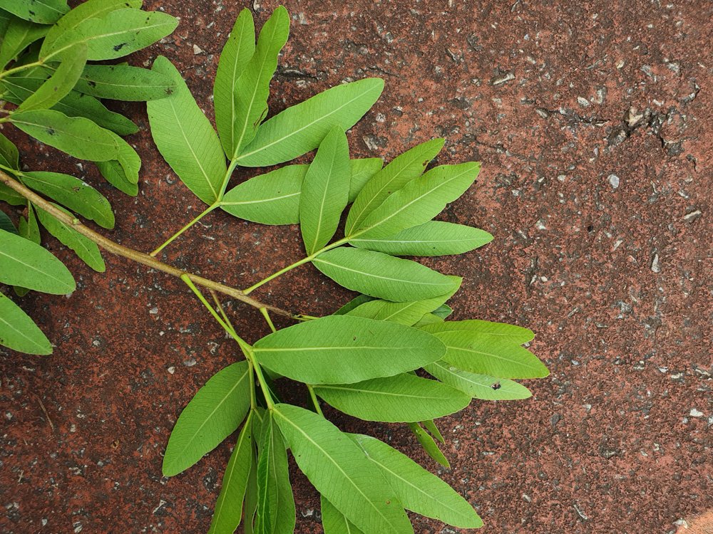 Lithraea molleoides (Vell.) Engl. – Aroeirinha, Aroeira-mole