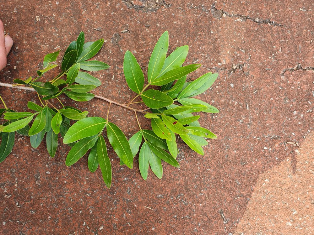 Lithraea molleoides (Vell.) Engl. – Aroeirinha, Aroeira-mole