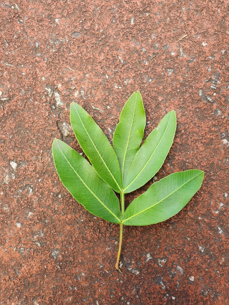 Lithraea molleoides (Vell.) Engl. – Aroeirinha, Aroeira-mole