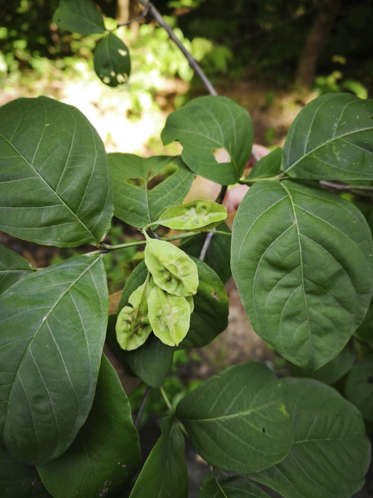 Combretum duarteanum Cambess. – Vaqueta