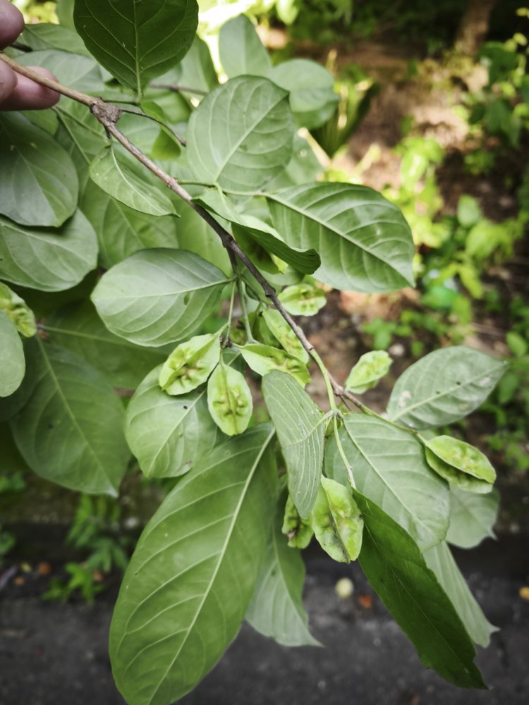 Combretum duarteanum Cambess. – Vaqueta