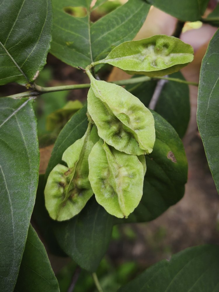 Combretum duarteanum Cambess. – Vaqueta