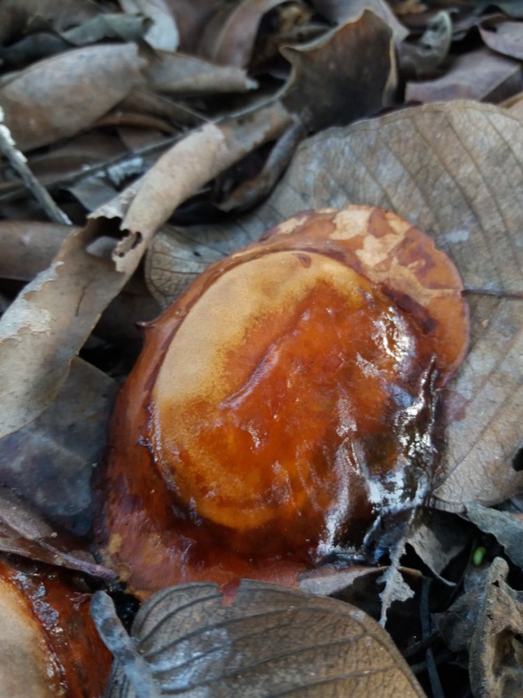 Magonia pubescens A.St.-Hil. – Tingui