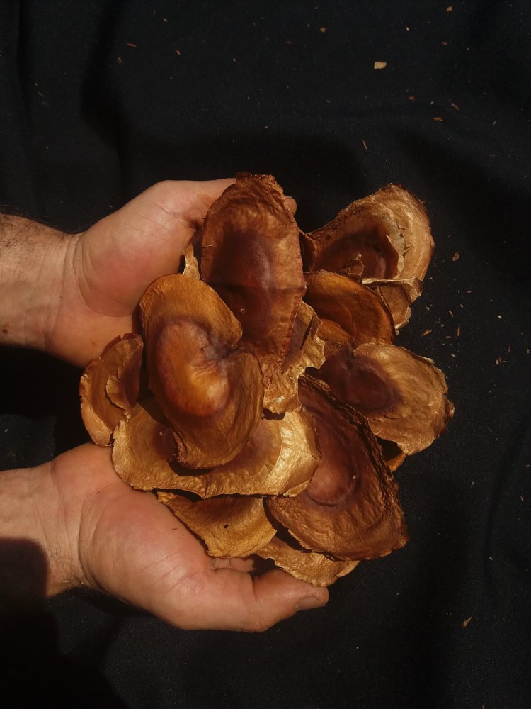 Magonia pubescens A.St.-Hil. – Tingui