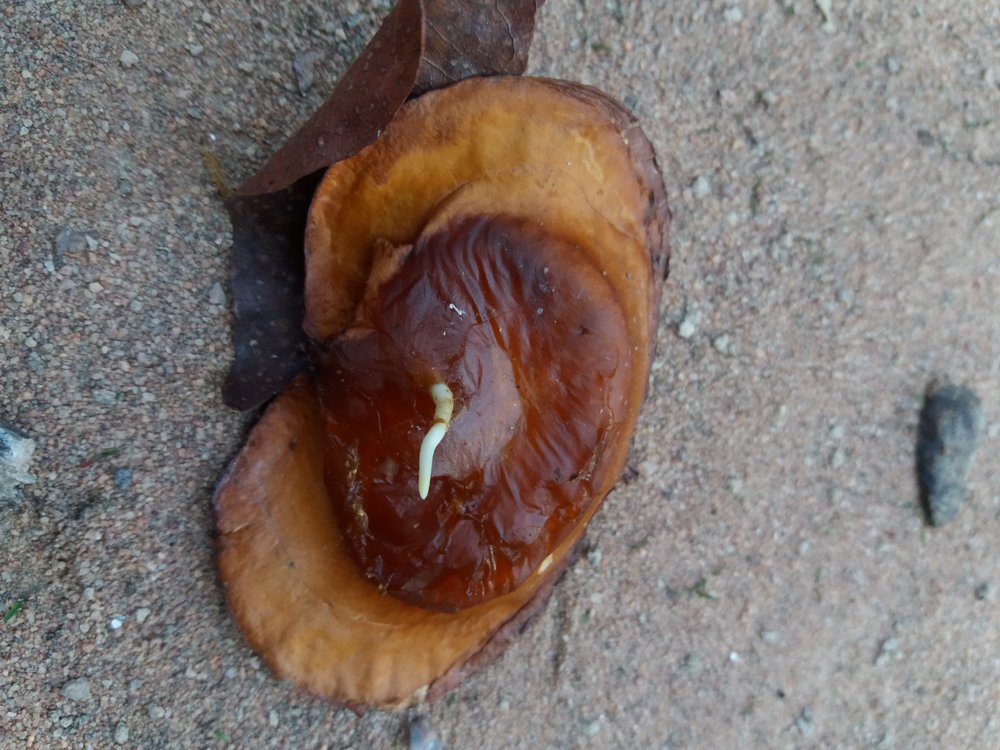 Magonia pubescens A.St.-Hil. – Tingui