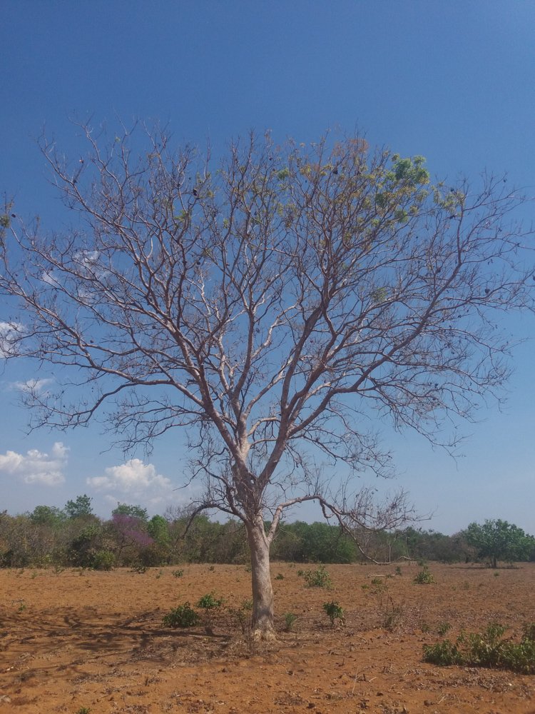 Magonia pubescens A.St.-Hil. – Tingui
