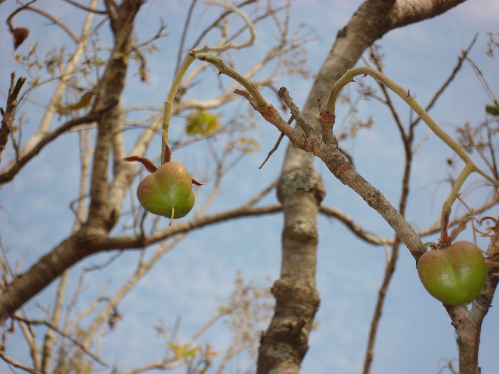 Magonia pubescens A.St.-Hil. – Tingui