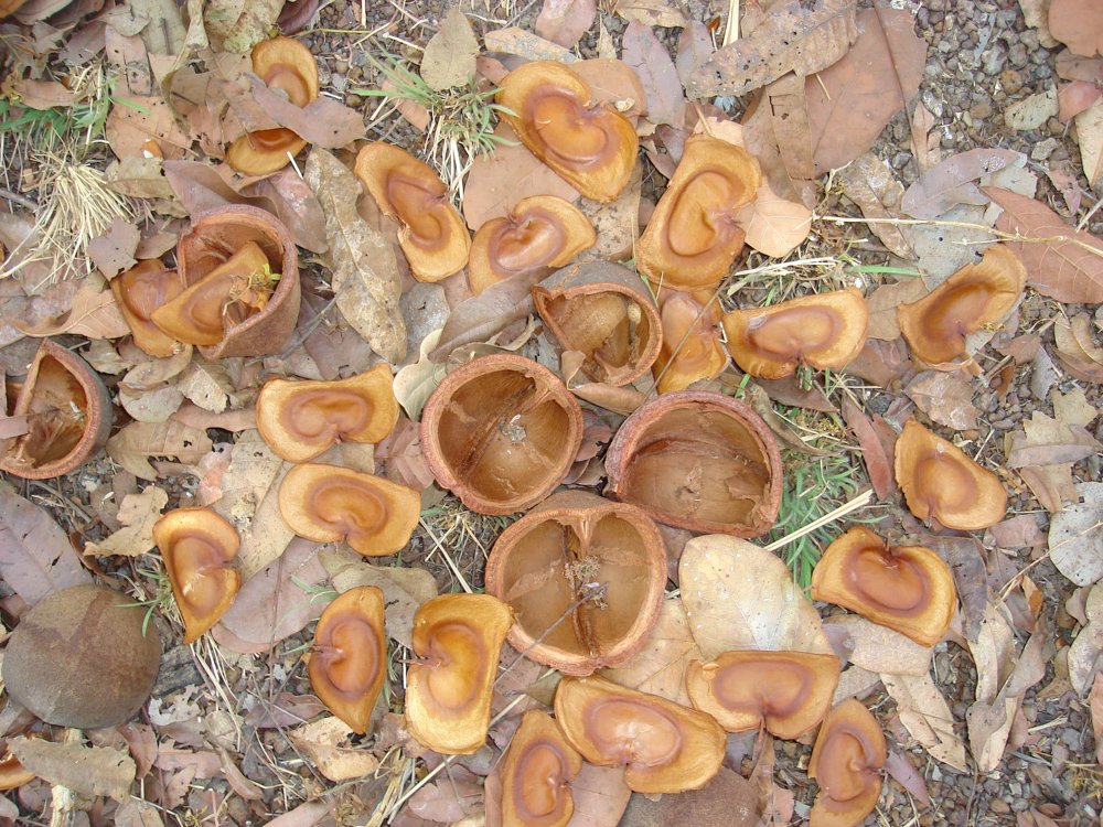 Magonia pubescens A.St.-Hil. – Tingui