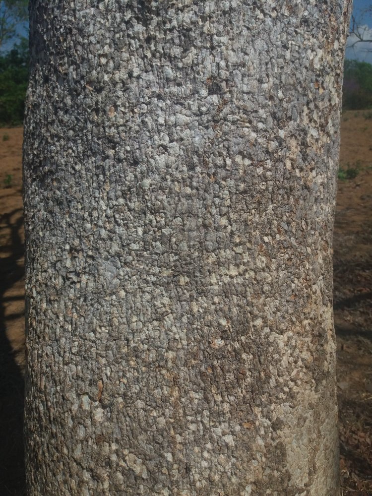 Magonia pubescens A.St.-Hil. – Tingui