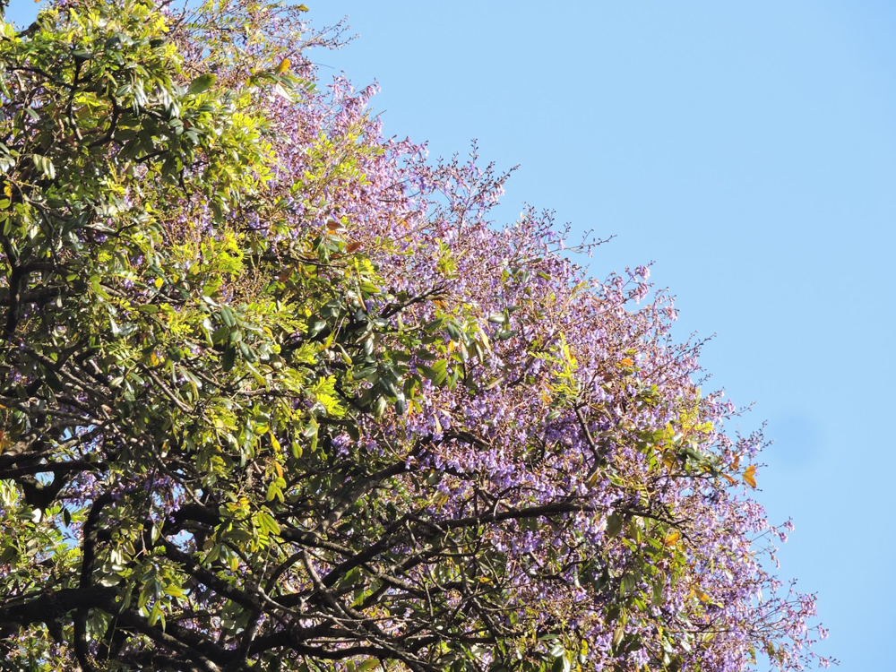 Bowdichia virgilioides Kunth – Sucupira-preta