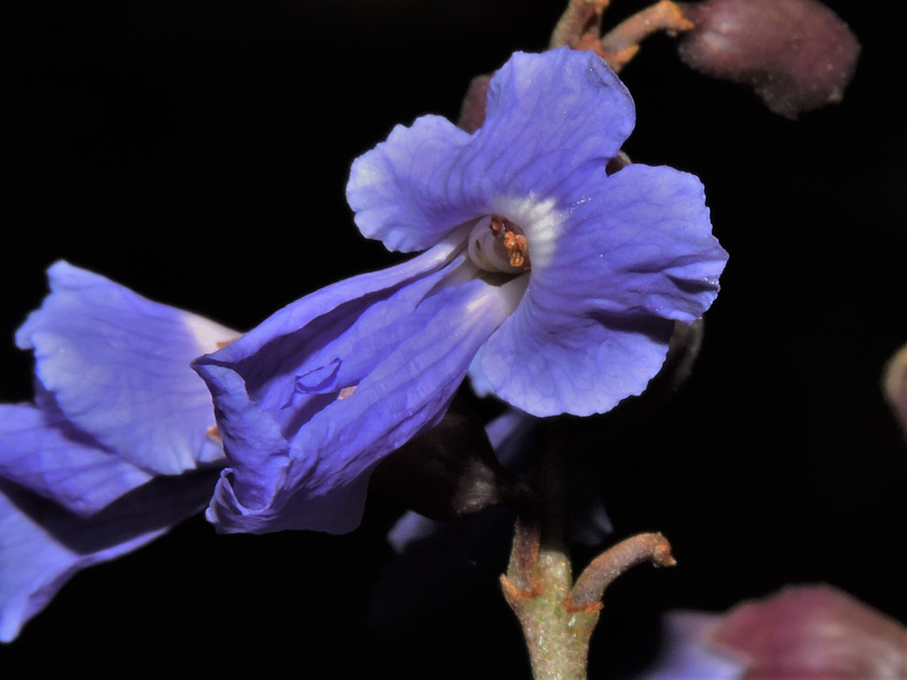 Bowdichia virgilioides Kunth – Sucupira-preta