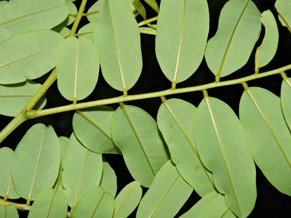 Bowdichia virgilioides Kunth – Sucupira-preta