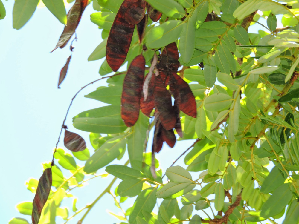 Bowdichia virgilioides Kunth – Sucupira-preta