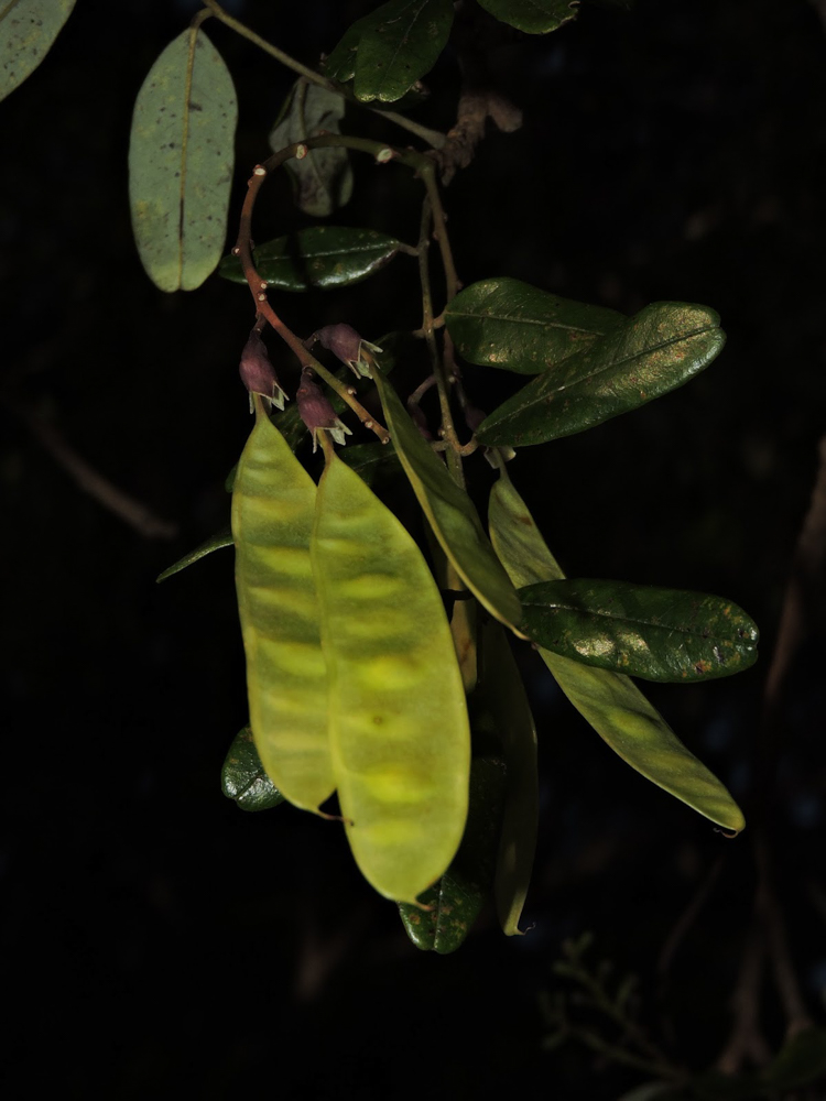 Bowdichia virgilioides Kunth – Sucupira-preta