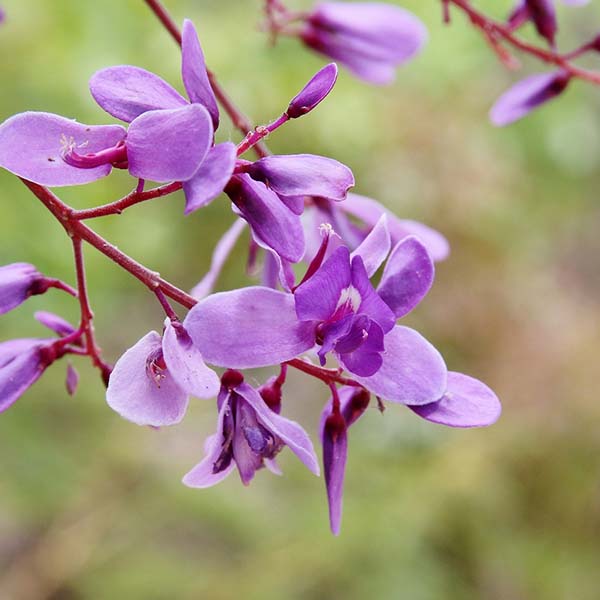 Pterodon emarginatus Vogel – Sucupira-branca