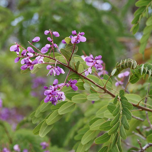 Pterodon emarginatus Vogel – Sucupira-branca