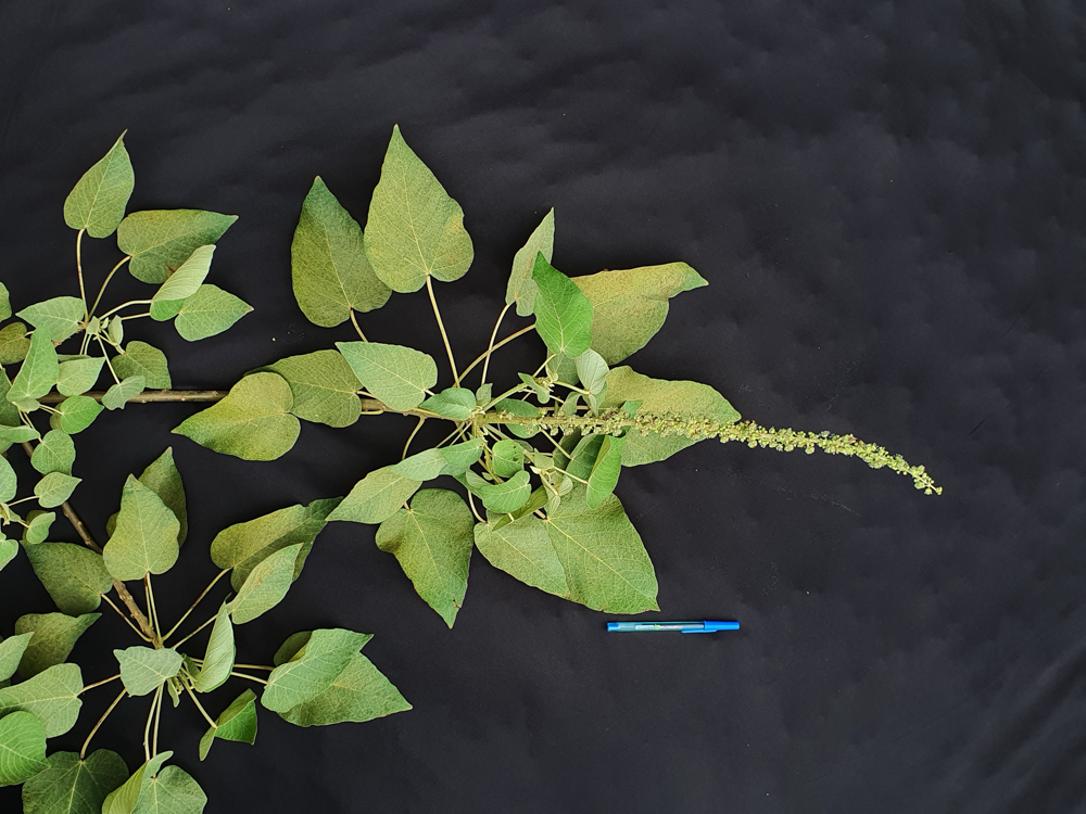 Croton urucurana Baill. – Sangra-d’água