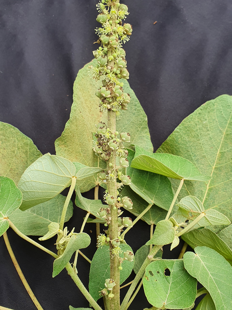 Croton urucurana Baill. – Sangra-d’água