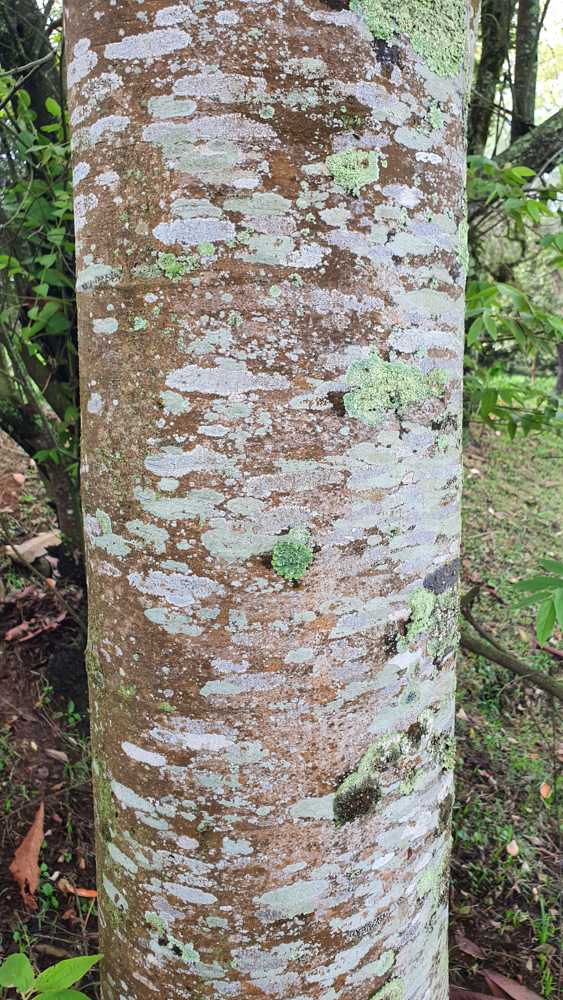 Croton urucurana Baill. – Sangra-d’água