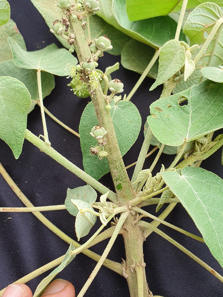Croton urucurana Baill. – Sangra-d’água