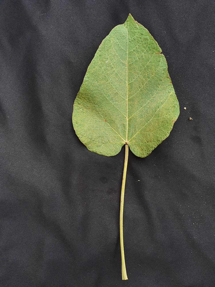 Croton urucurana Baill. – Sangra-d’água