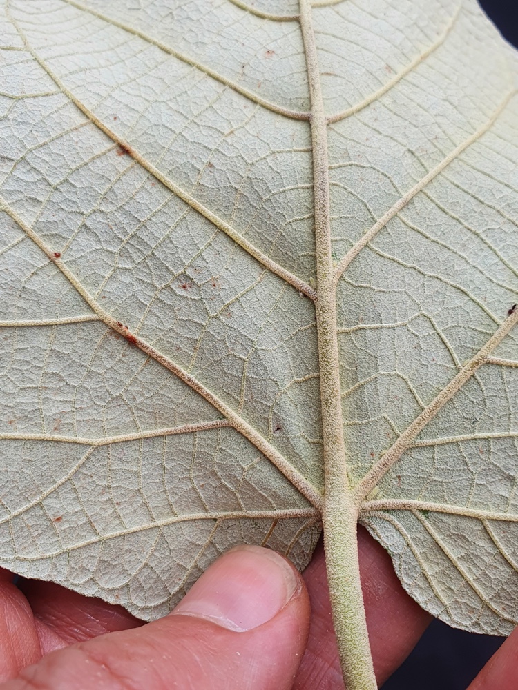 Croton urucurana Baill. – Sangra-d’água