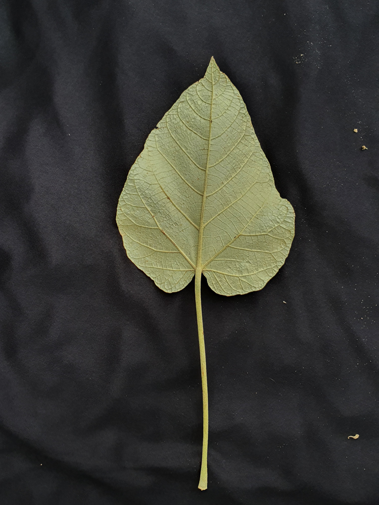 Croton urucurana Baill. – Sangra-d’água