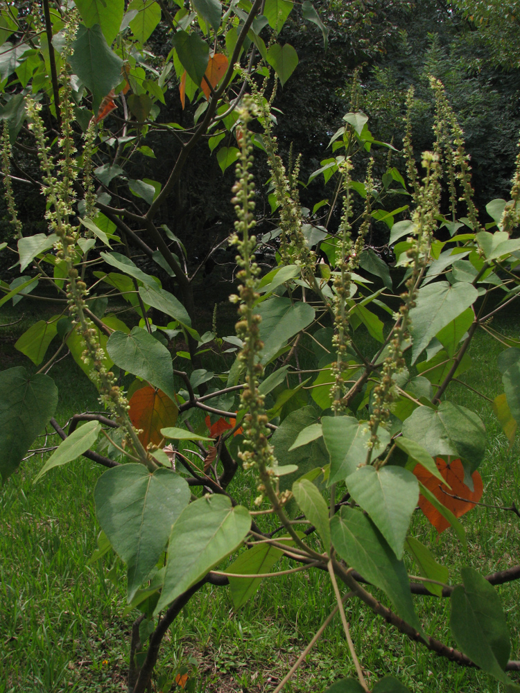 Croton urucurana Baill. – Sangra-d’água