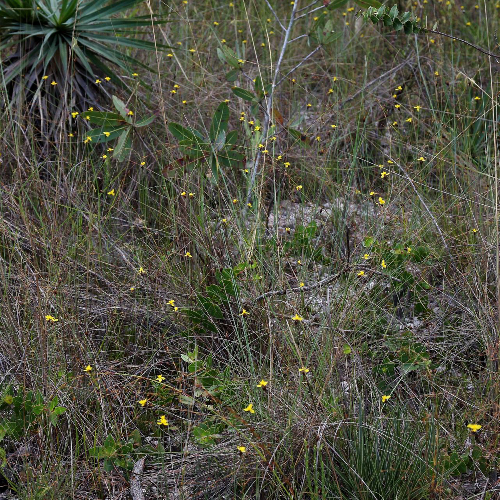 Xyris asperula Mart. – Pireque