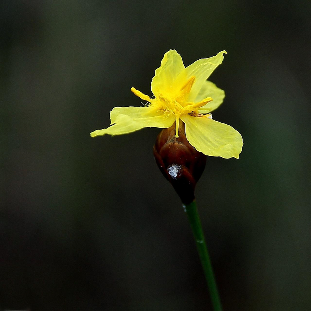 Xyris asperula Mart. – Pireque