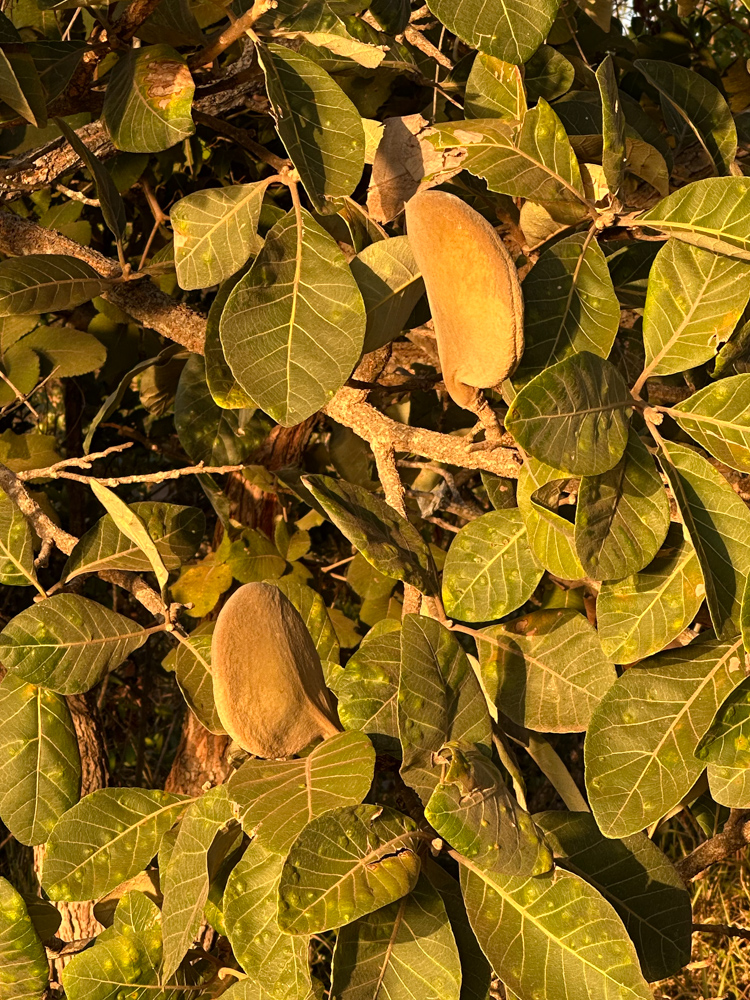 Aspidosperma macrocarpon Mart. & Zucc. – Peroba-do-Campo