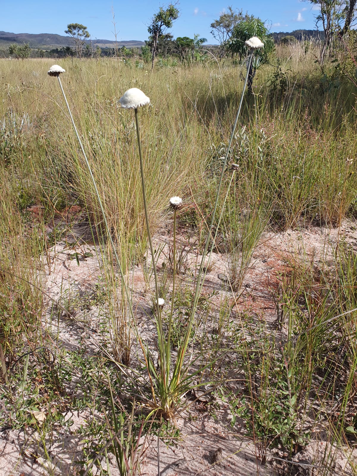 Paepalanthus niger (Moldenke) Trovó – Palipalan
