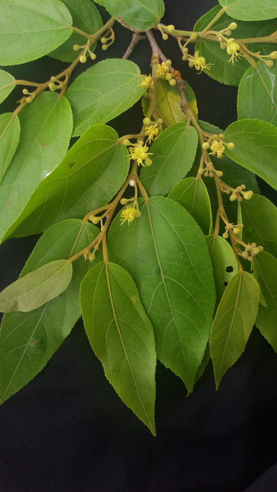 Guazuma ulmifolia Lam. – Mutamba